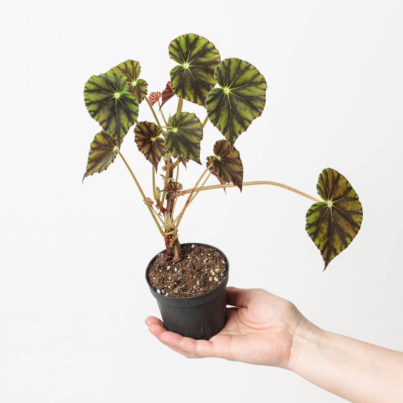 Begonia mazae f. nigricans 9cm Plants GrowTropicals