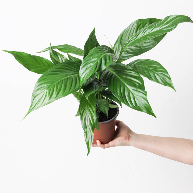 Spathiphyllum sp. 'Sweet Silvio' Plants GrowTropicals