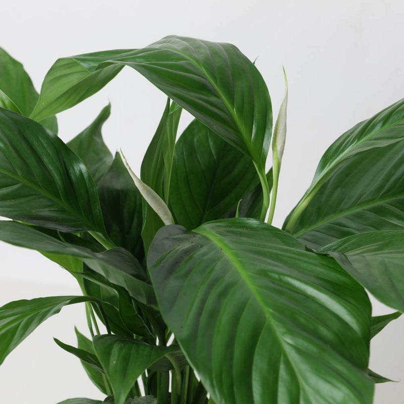 Spathiphyllum sp. 'Sweet Silvio' — 14cm