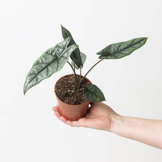 Alocasia heterophylla 'Silver' 10.5cm Plants GrowTropicals