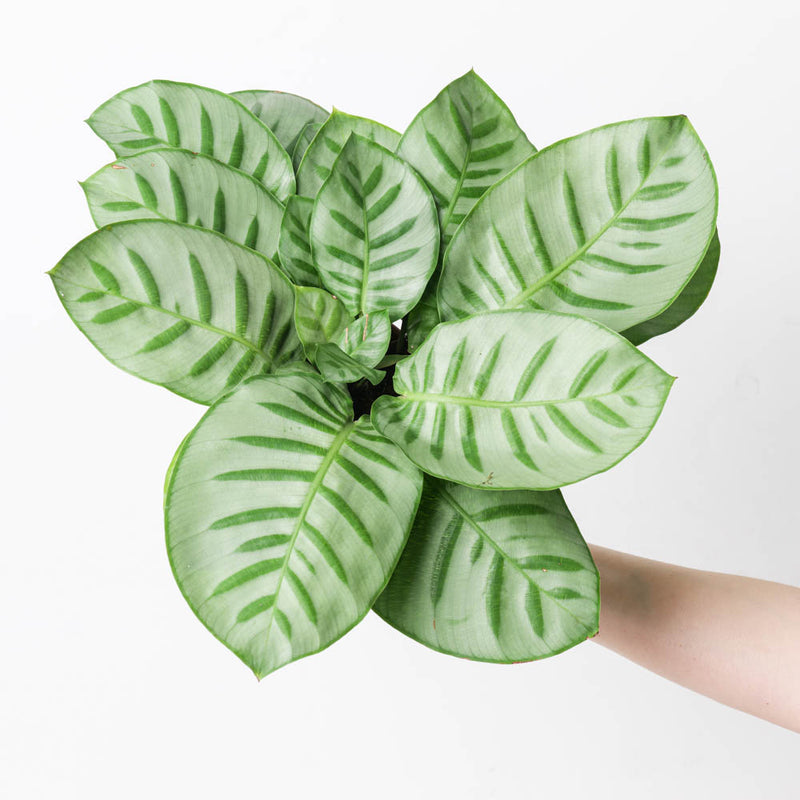 Calathea 'Bella Carlina' Plants GrowTropicals