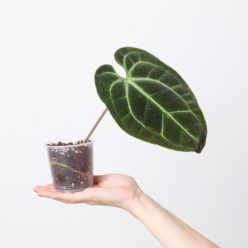 Anthurium besseae aff. 'Dark Velvet' — 9cm Prop
