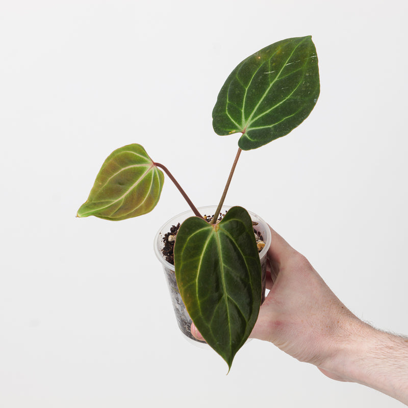Anthurium besseae aff. 'Dark Velvet' Plants GrowTropicals