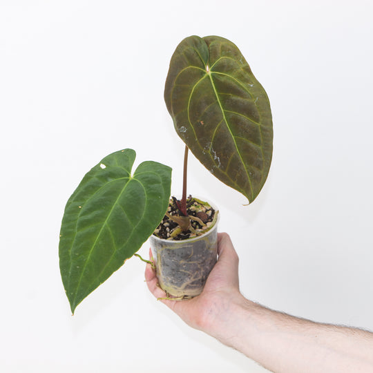 Anthurium besseae aff. × ‘Fort Sherman’ Plants GrowTropicals