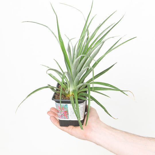 Fascicularia bicolor 9cm / 0.5L Plants - Outdoor GROW TROPICALS