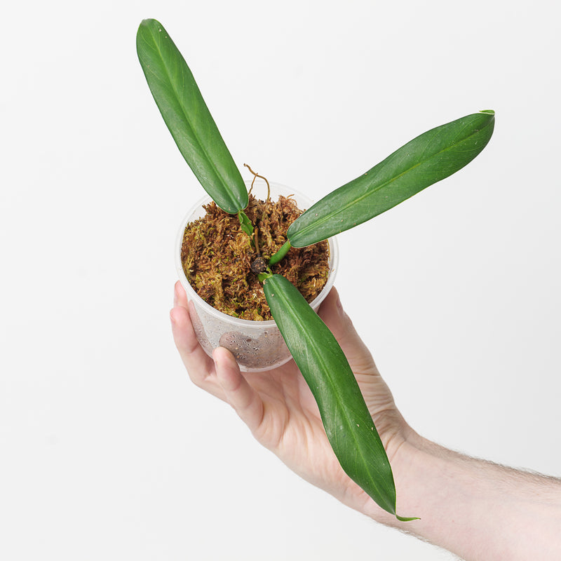Philodendron bicolor aff. Plants GrowTropicals
