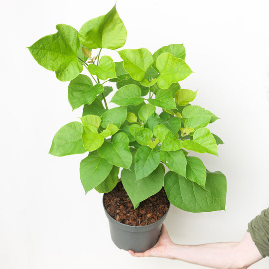 Catalpa bignonioides 'Aurea' Plants - Outdoor GROW TROPICALS