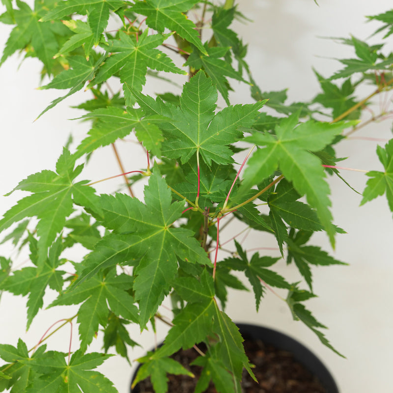 Acer palmatum 'Bi Hoo' Plants - Outdoor GROW TROPICALS