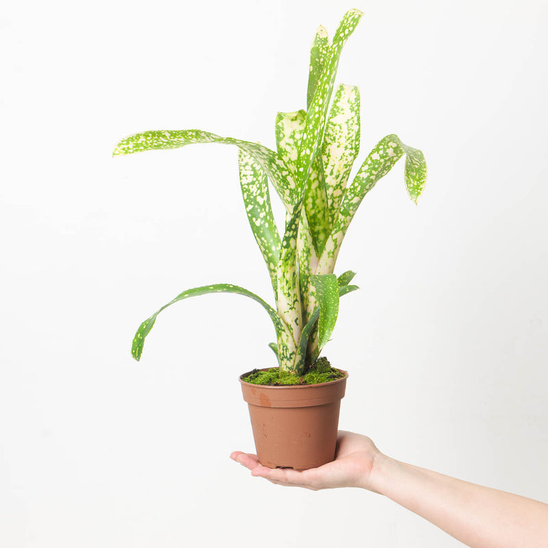 Billbergia sp. 3 Plants GrowTropicals