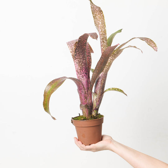 Billbergia sp. 4 Plants GrowTropicals