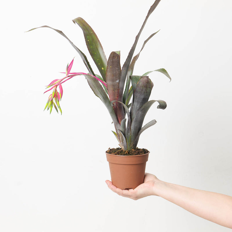 Billbergia sp. 5 Plants GrowTropicals
