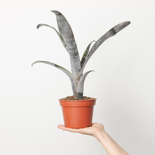 Billbergia vittata Plants GrowTropicals