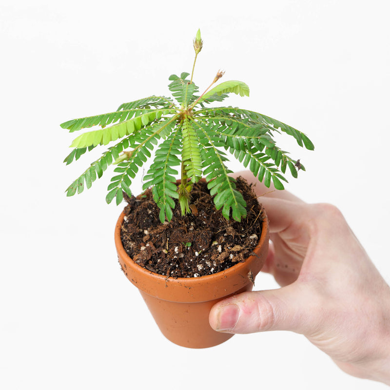 Biophytum sensitivum Plants GrowTropicals