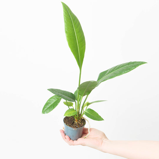 Anthurium sp. Birds Nest 9cm Plants GrowTropicals