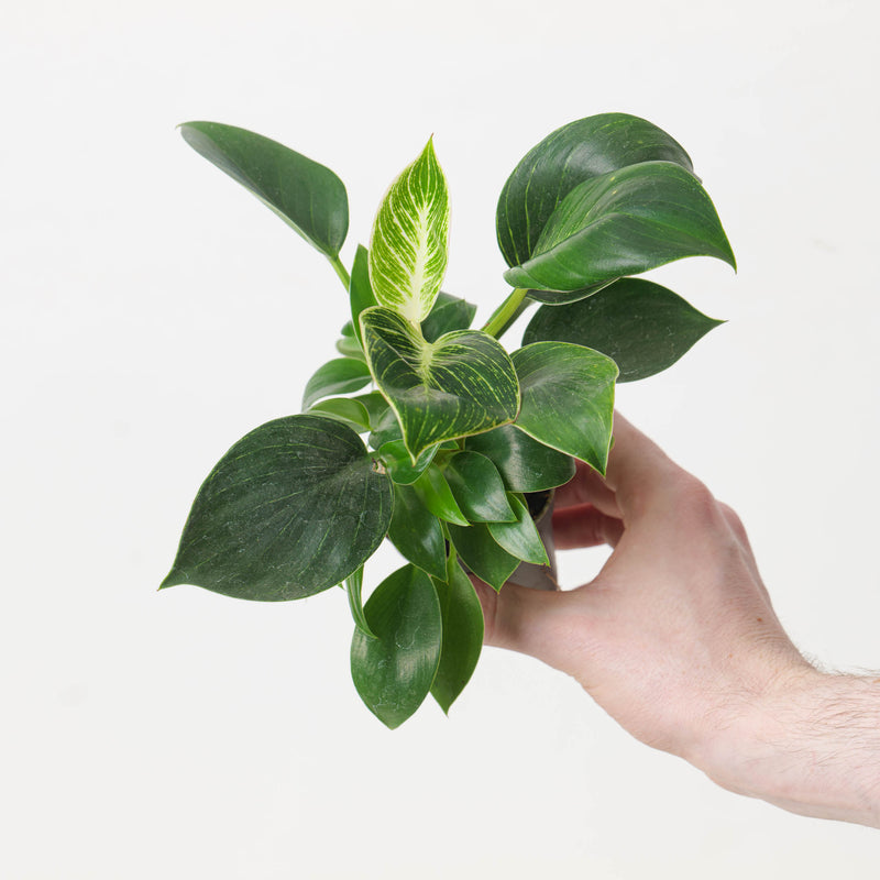 Philodendron Birkin — 6cm