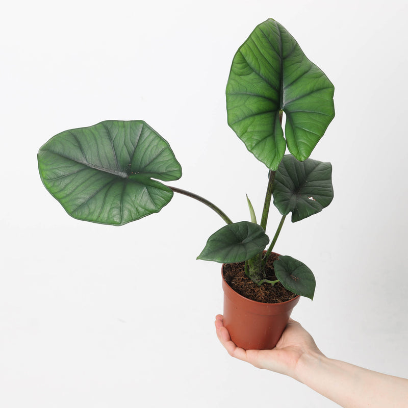 Alocasia 'Bisma Silver' Plants GrowTropicals