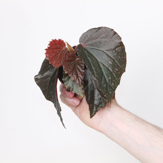 Begonia 'Black Bat' Plants GrowTropicals