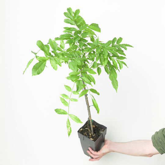 Wisteria floribunda 'Black Dragon' 15cm / 1.5L Plants - Outdoor GROW TROPICALS