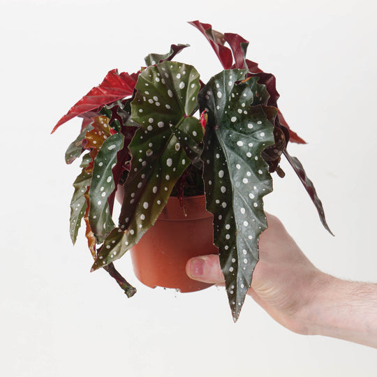 Begonia 'Black Forest' 12cm Plants GrowTropicals