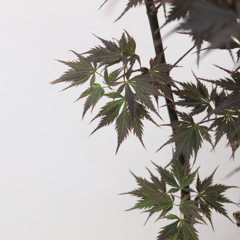 Acer palmatum 'Black Lace' Plants - Outdoor GROW TROPICALS
