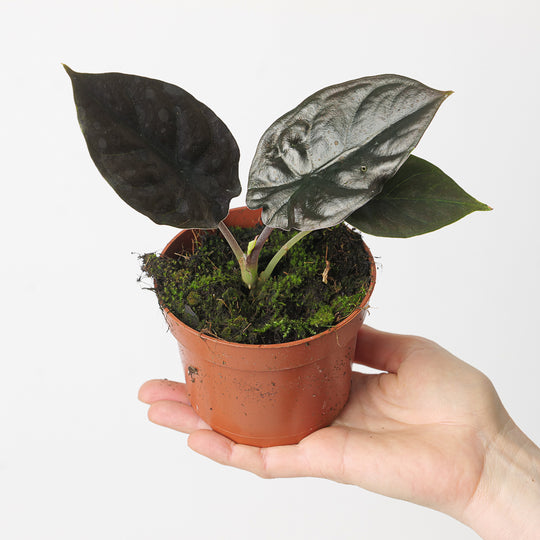 Alocasia Infernalis 'Black Magic' 10.5cm Plants GrowTropicals