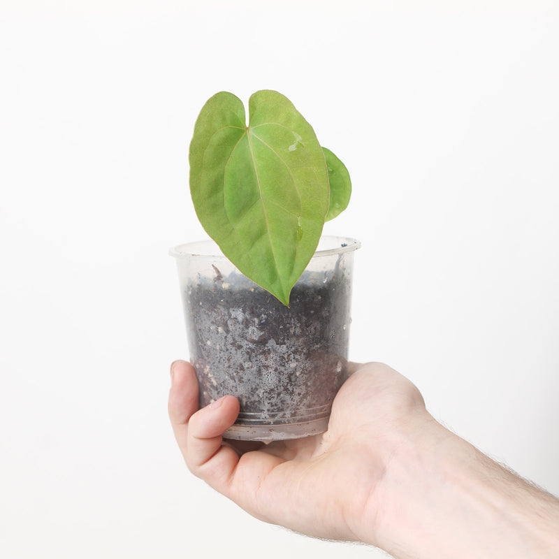 Anthurium Black Magic (Acclimated)