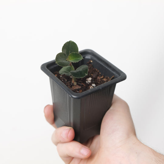 Anoectochilus Black Swan (Acclimated) Plants GrowTropicals