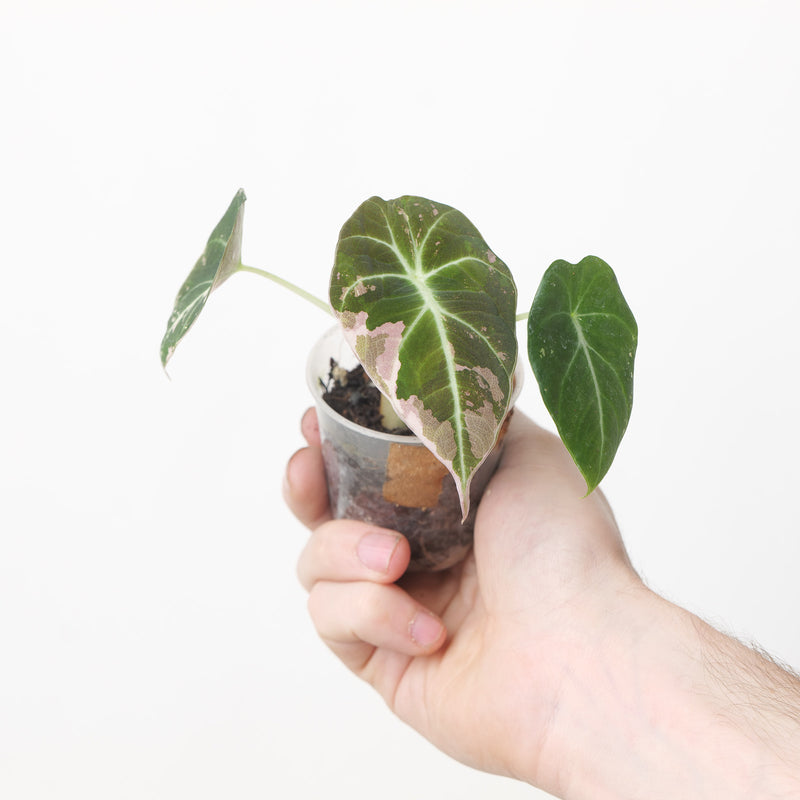 Alocasia Black Velvet Albo (Acclimated)