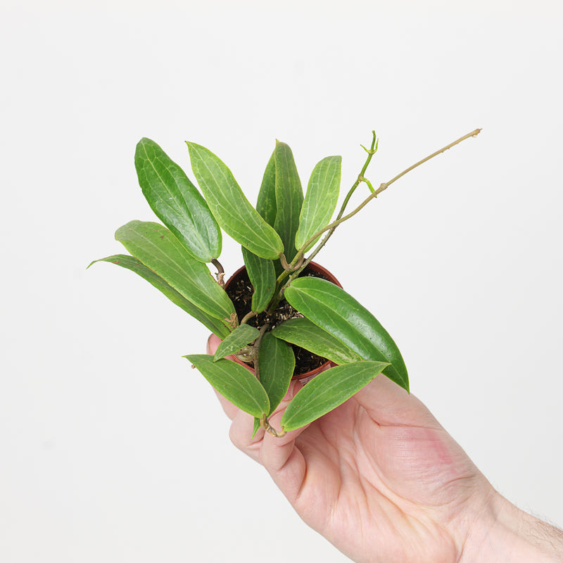 Hoya blashernaezii Plants GrowTropicals