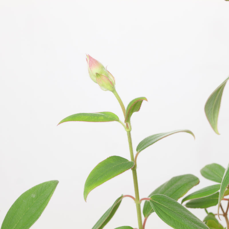 Pleroma foveolatum 'Blue Moon' Plants - Outdoor GROW TROPICALS