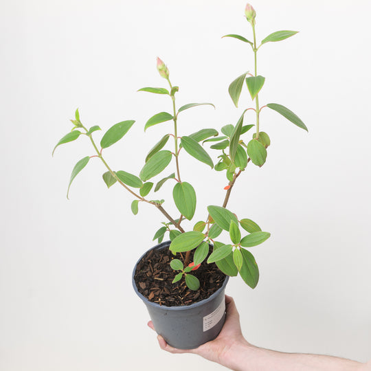 Pleroma foveolatum 'Blue Moon' 17cm / 2L Plants - Outdoor GROW TROPICALS