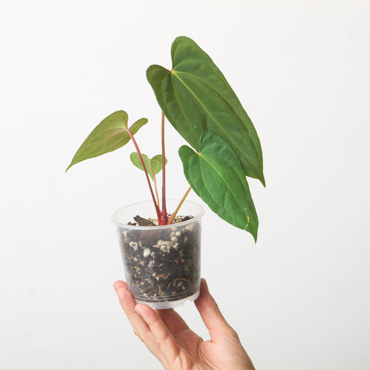 Anthurium Blue Papi x Dark Phoenix Plants GrowTropicals