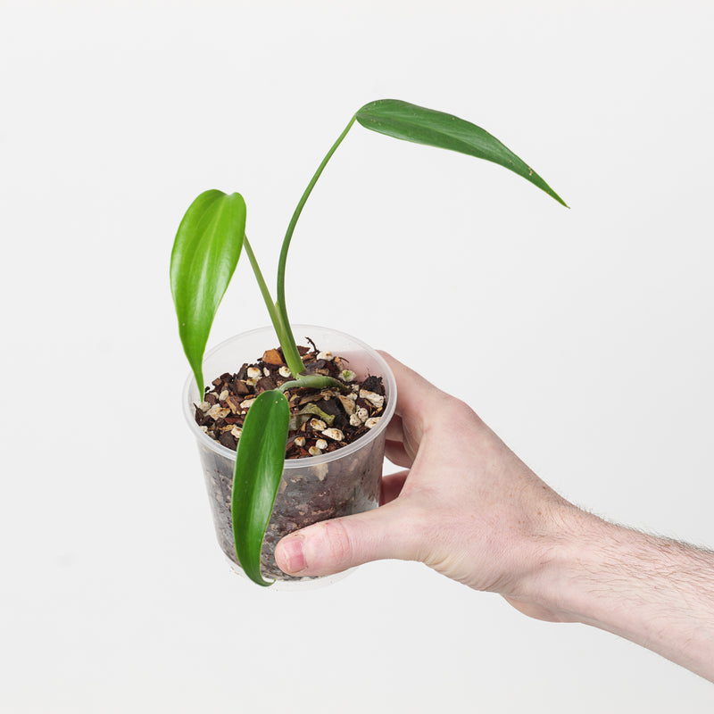 Monstera 'Burle Marx Flame' Plants GrowTropicals