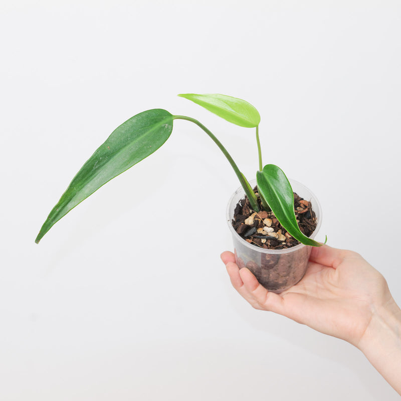 Monstera 'Burle Marx Flame' Non-TC 9cm Plants GrowTropicals