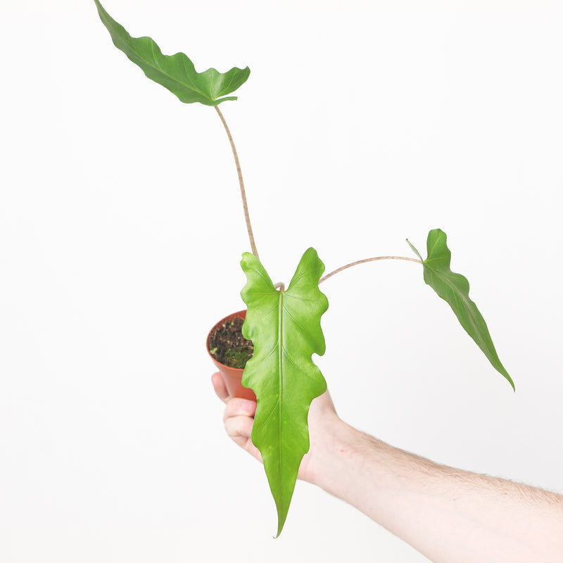 Alocasia boa Plants GrowTropicals