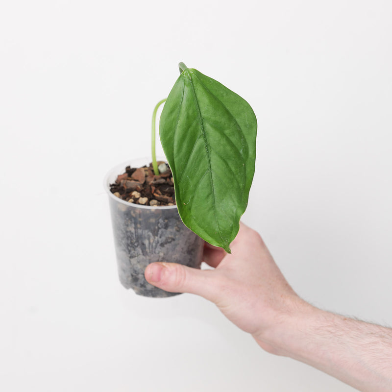 Anthurium bomboizense — 9cm