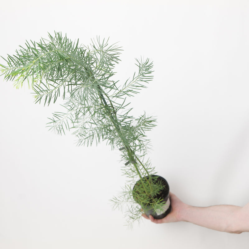 Acacia boormanii 13cm / 1L Plants - Outdoor GROW TROPICALS