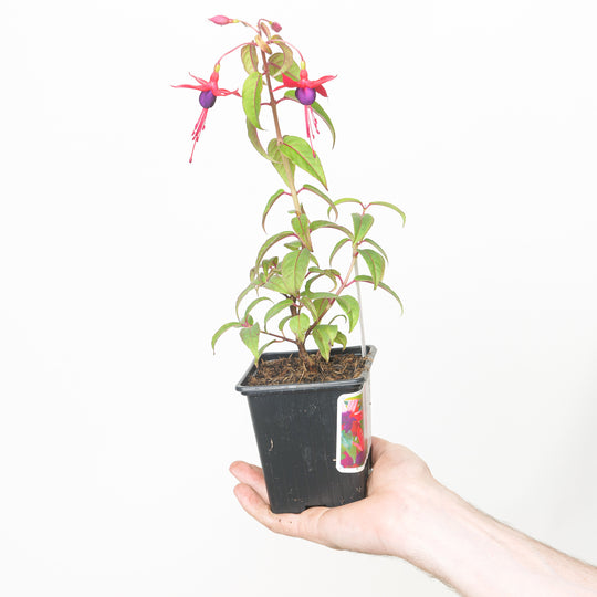 Fuchsia 'Lady Boothby' 9cm / 0.5L Plants - Outdoor GROW TROPICALS
