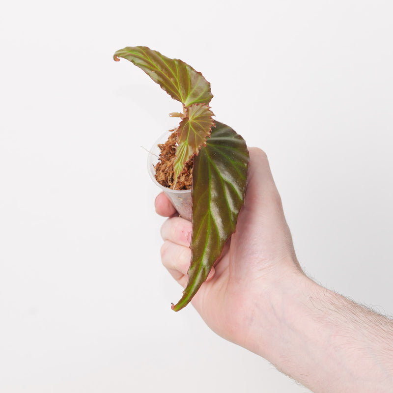 Begonia borneensis Plants GrowTropicals