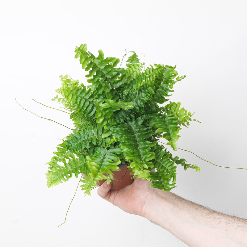 Humidity Lover's Kit Bundles GrowTropicals