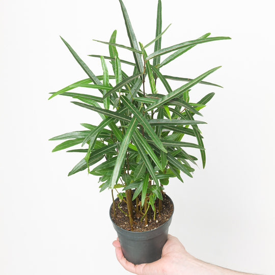 Brachychiton rupestris Plants GrowTropicals