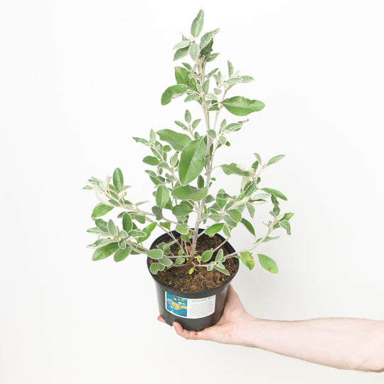 Brachyglottis (Dunedin Group) 'Sunshine' 17cm / 2L Plants - Outdoor GROW TROPICALS