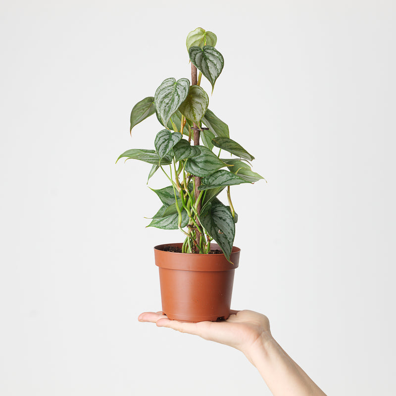 Philodendron brandtianum 12cm (Kratiste Stake) Plants GrowTropicals