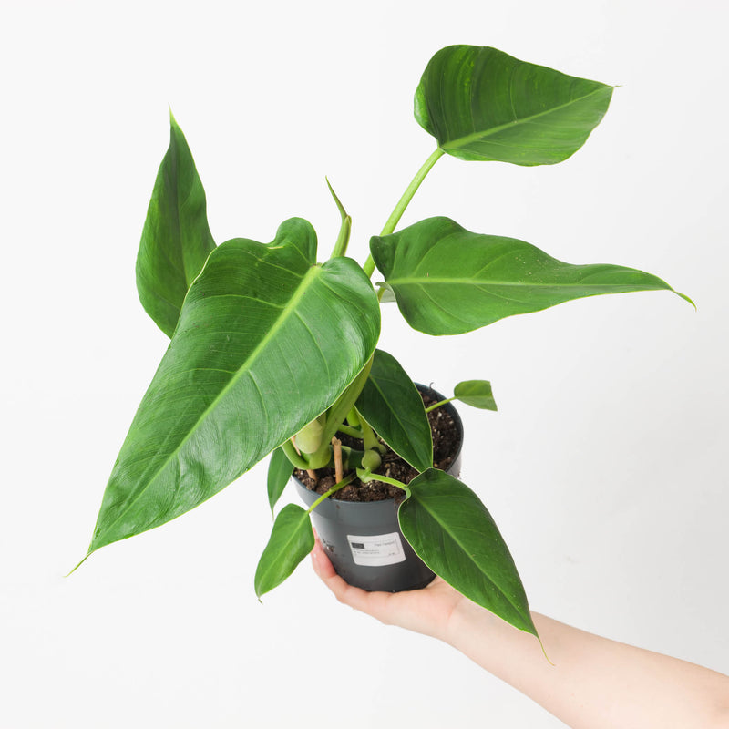 Philodendron brenesii Plants GrowTropicals