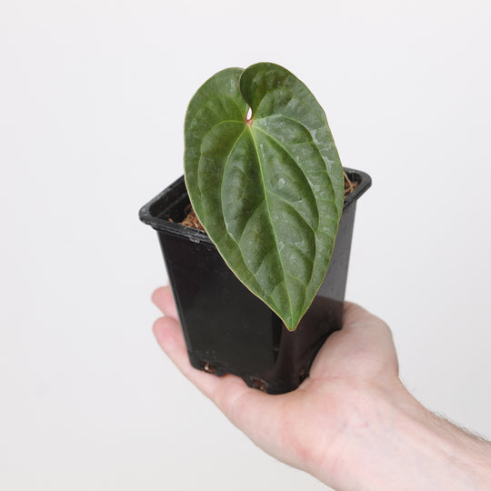 Anthurium Bessae aff. × Luxurians Plants GrowTropicals