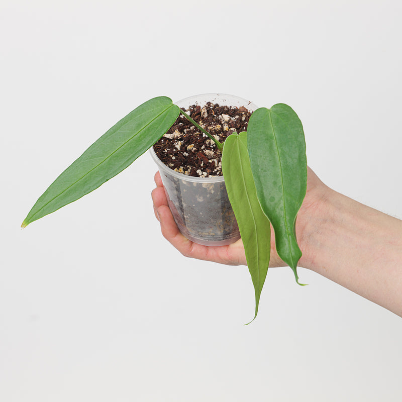 Anthurium breviscapum Plants GrowTropicals