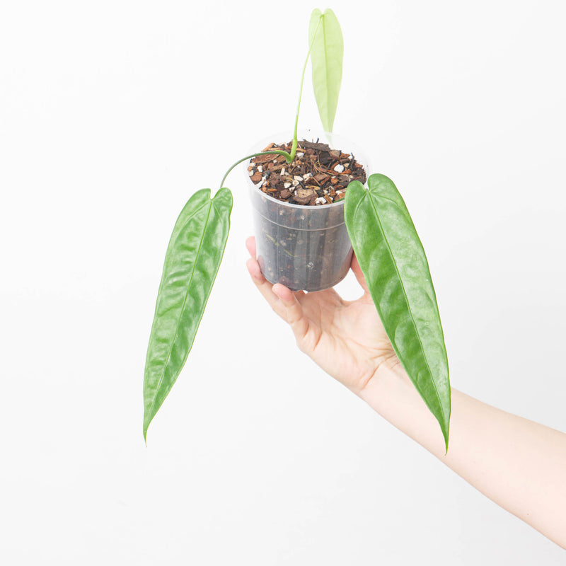Anthurium breviscapum 15cm Plants GrowTropicals