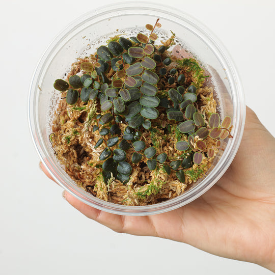 Marcgravia sp. 'Bronze' Plants GrowTropicals