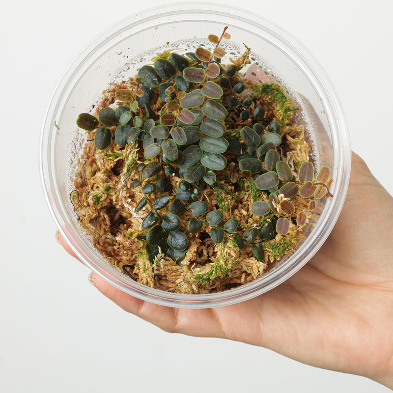 Marcgravia sp. 'Bronze' Plants GrowTropicals