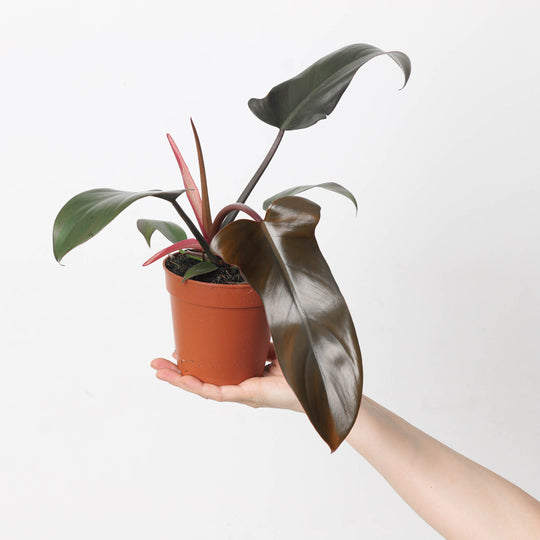 Philodendron 'Florida Bronze' 12cm Plants GrowTropicals